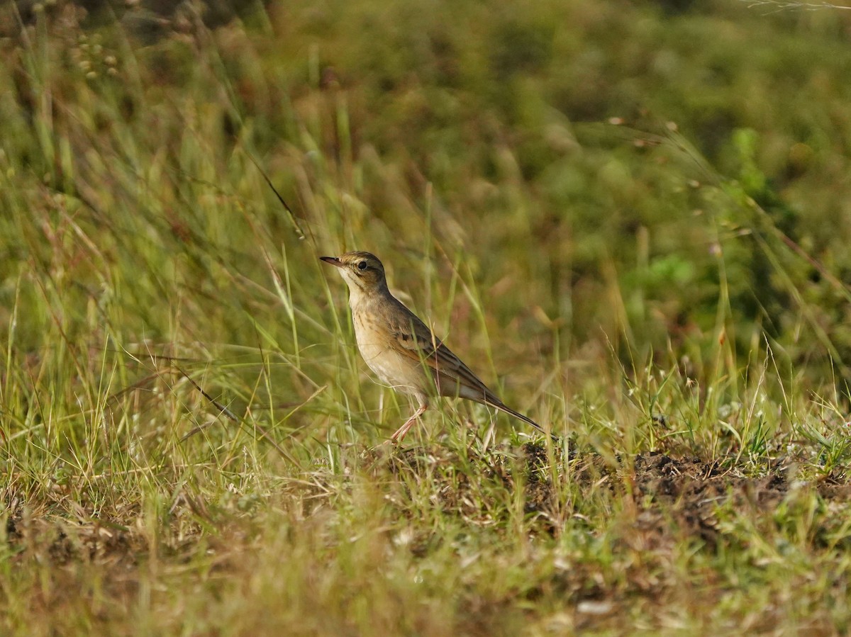 Paddyfield Pipit - ML644746471