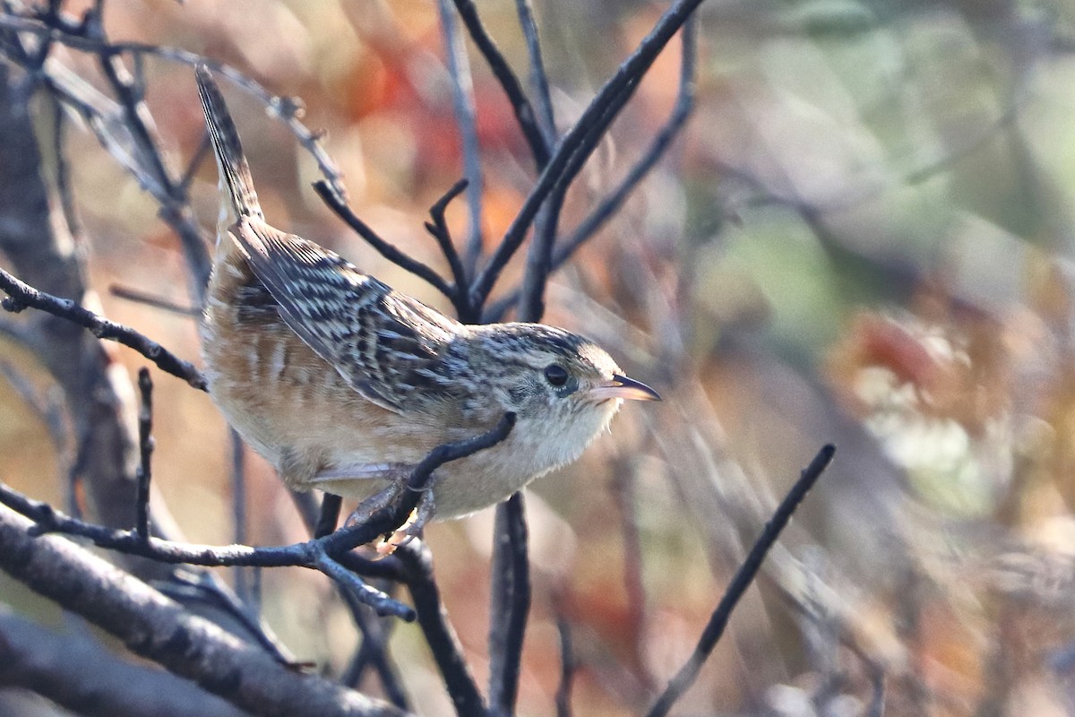 Cucarachero Culibarrado - ML644746475