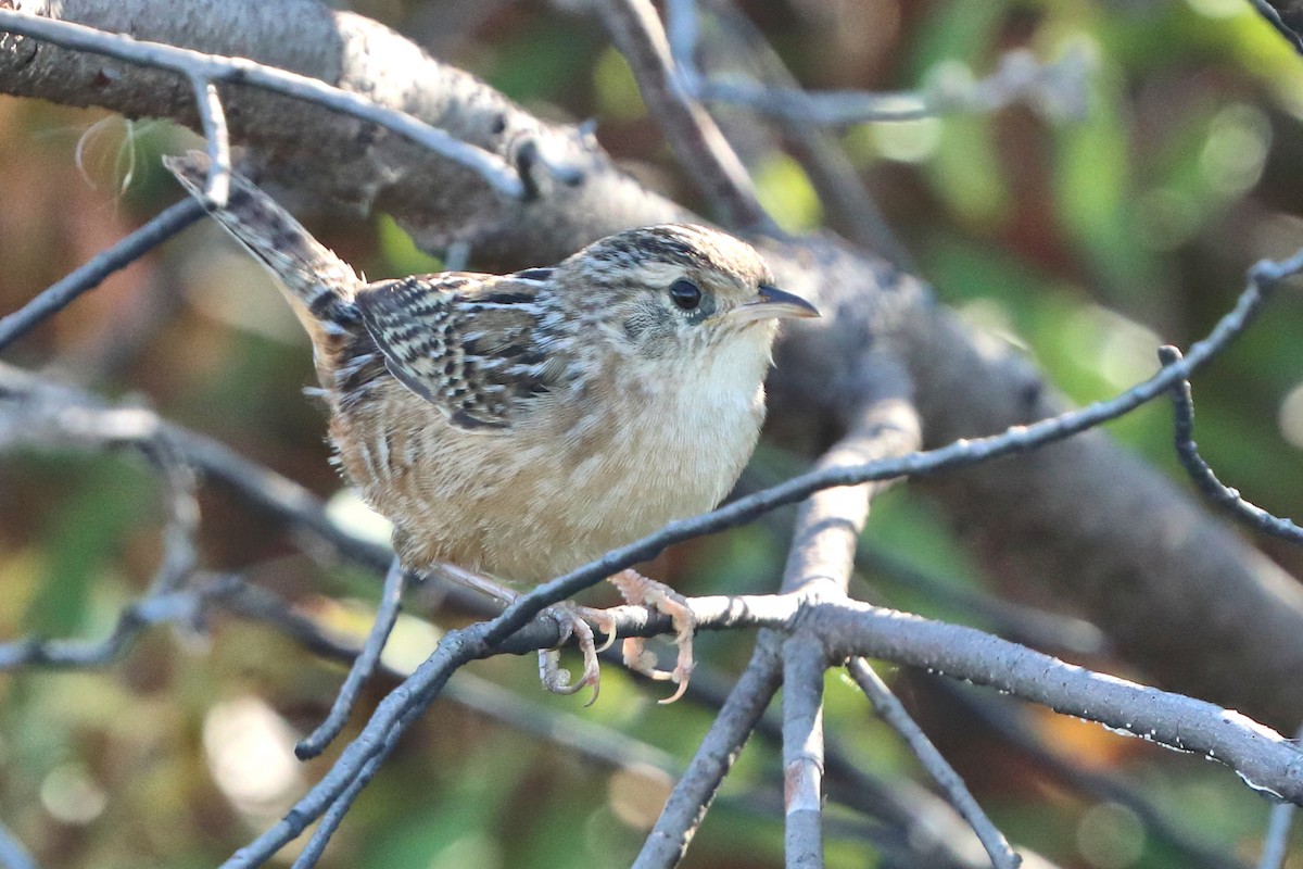 Cucarachero Culibarrado - ML644746479