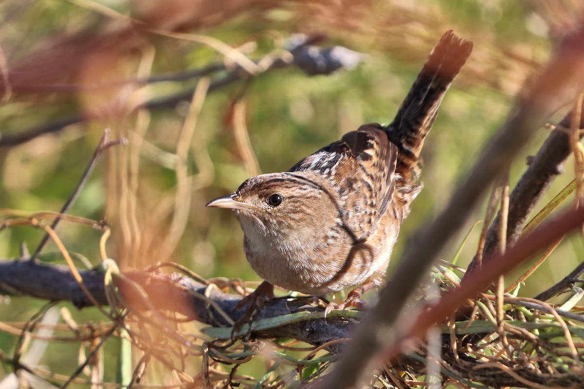 Cucarachero Culibarrado - ML644746480