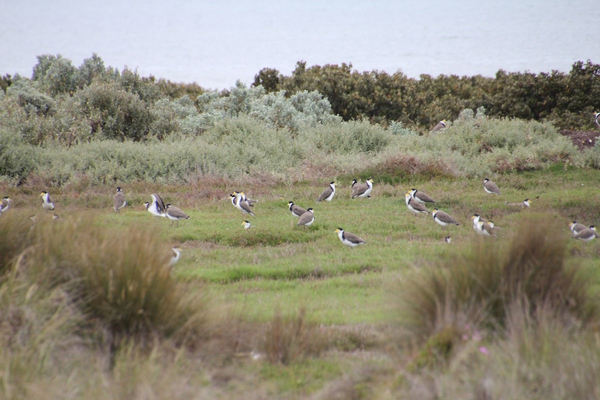 Masked Lapwing - ML644746482