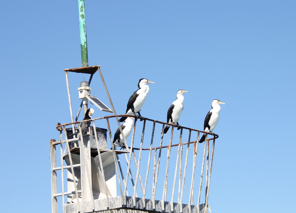 Pied Cormorant - ML644746483