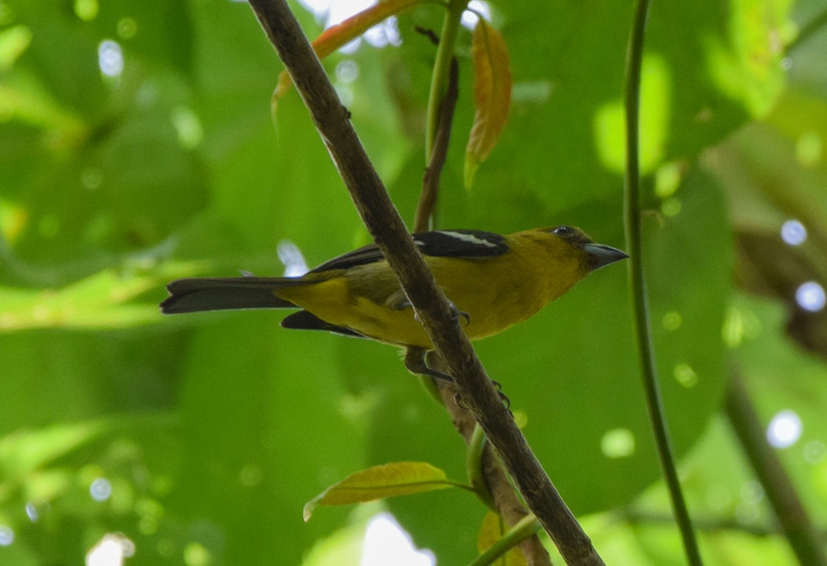 båndpiranga - ML644746484