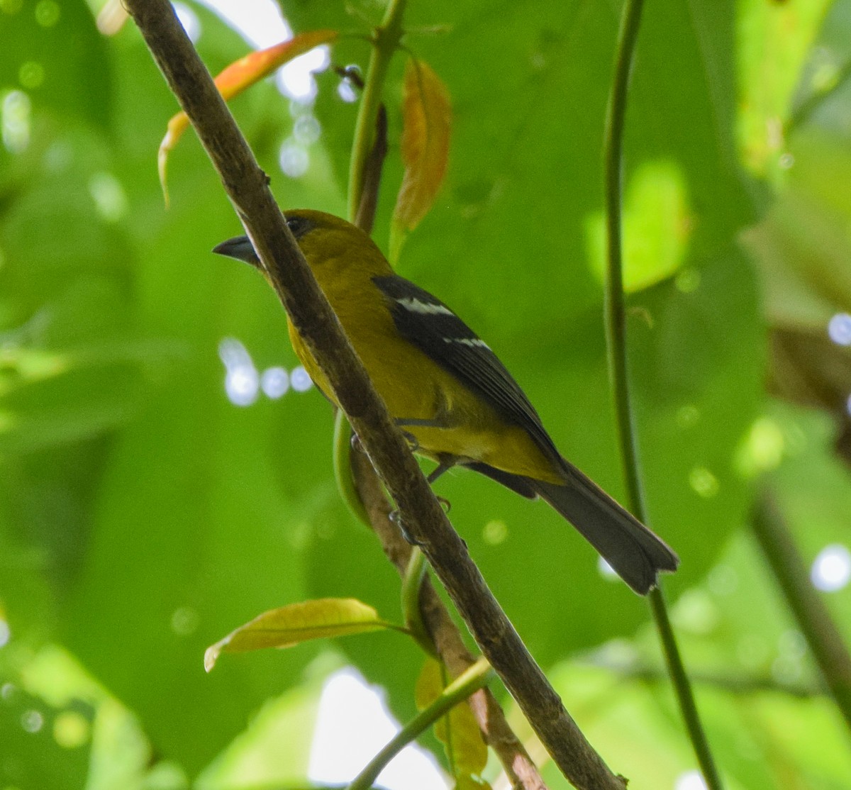 båndpiranga - ML644746485