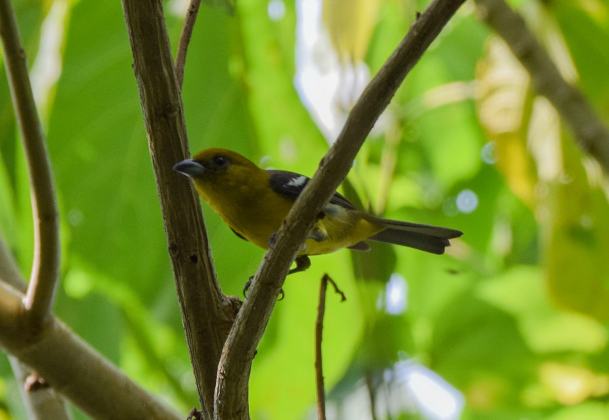 båndpiranga - ML644746486