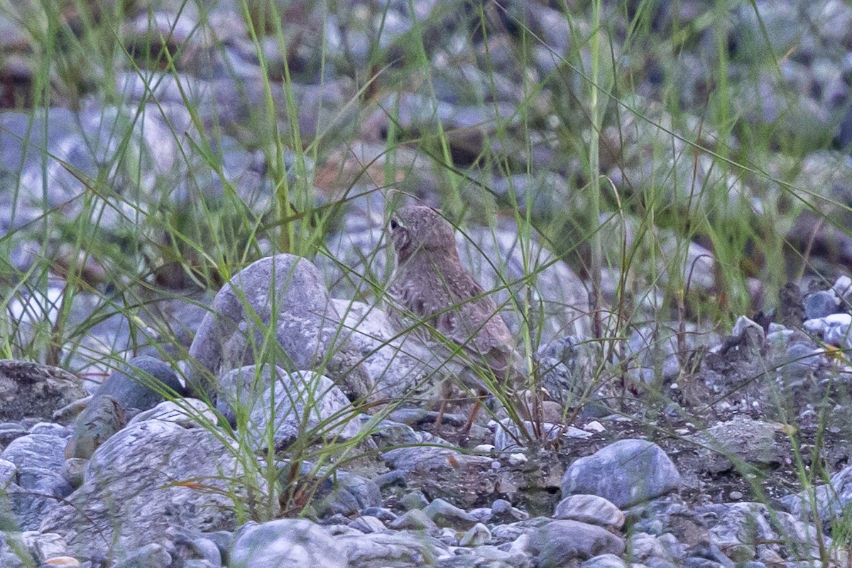 Bengal Bushlark - ML644746487