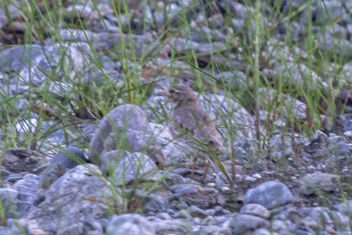 Bengal Bushlark - ML644746488