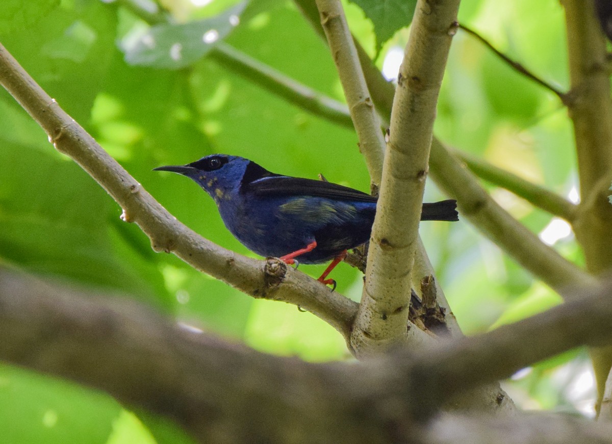 Red-legged Honeycreeper - ML644746518