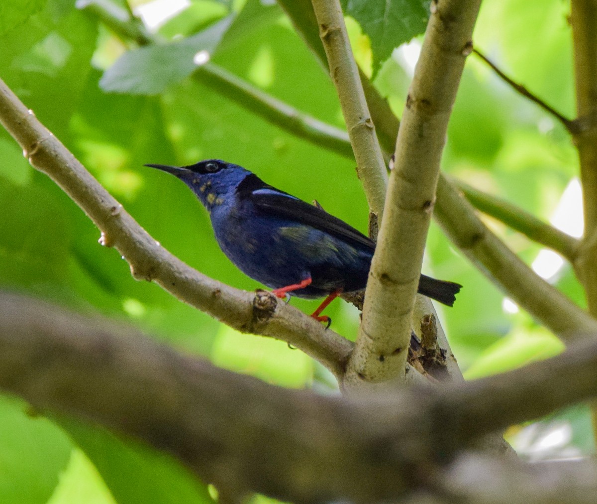Red-legged Honeycreeper - ML644746519