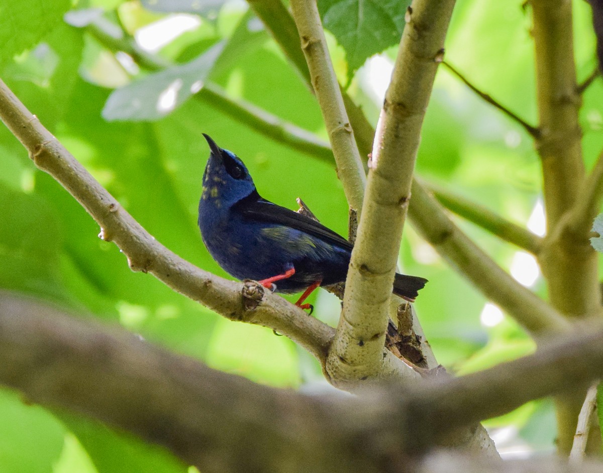 Red-legged Honeycreeper - ML644746520