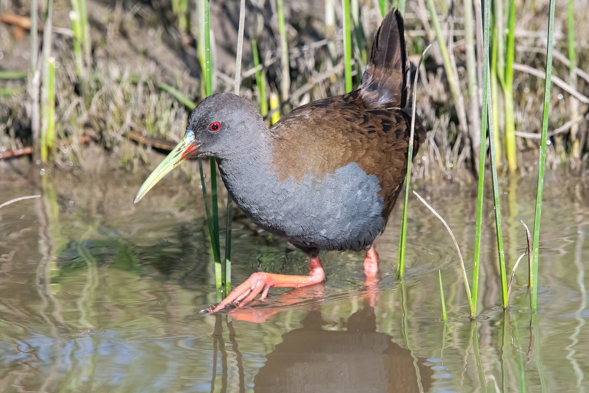 Kurşuni Sukılavuzu - ML644746521