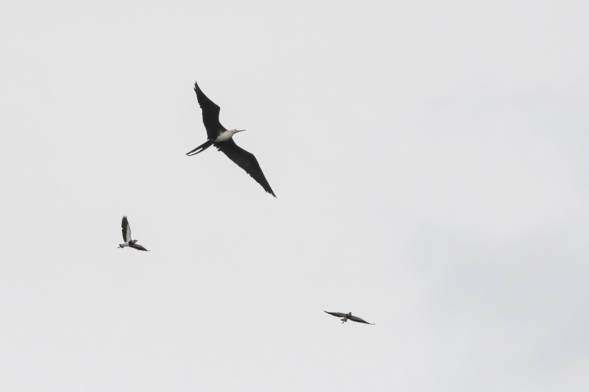 praktfregattfugl - ML644746539