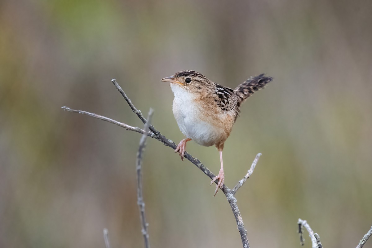 Grass Wren - ML644746541