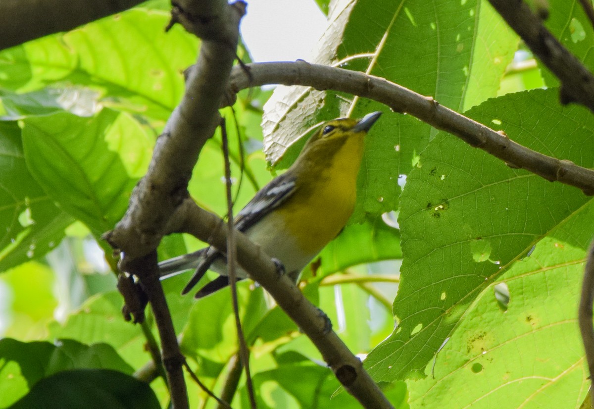 gulbrystvireo - ML644746545