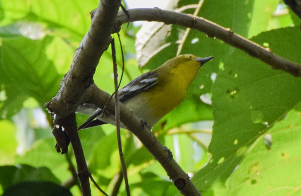 gulbrystvireo - ML644746546