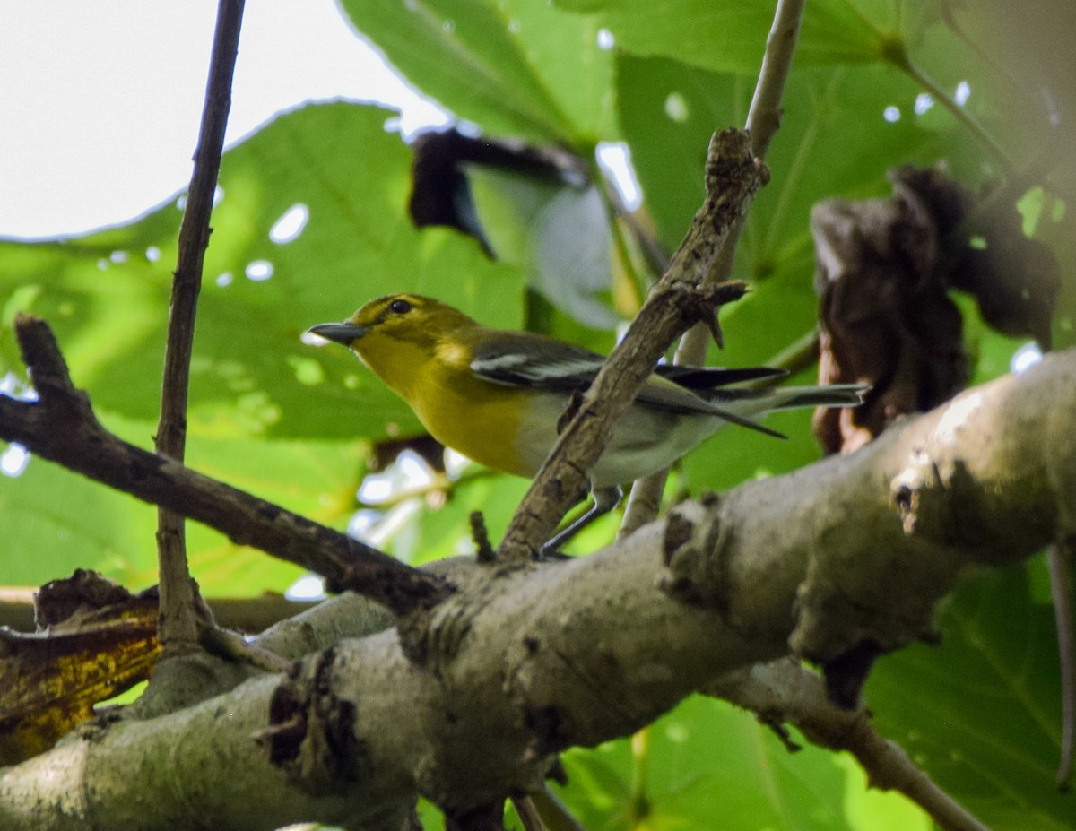 gulbrystvireo - ML644746547