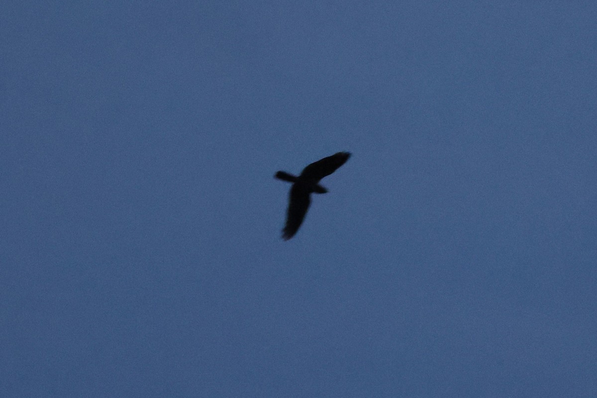 Great Eared-Nightjar - ML644746553