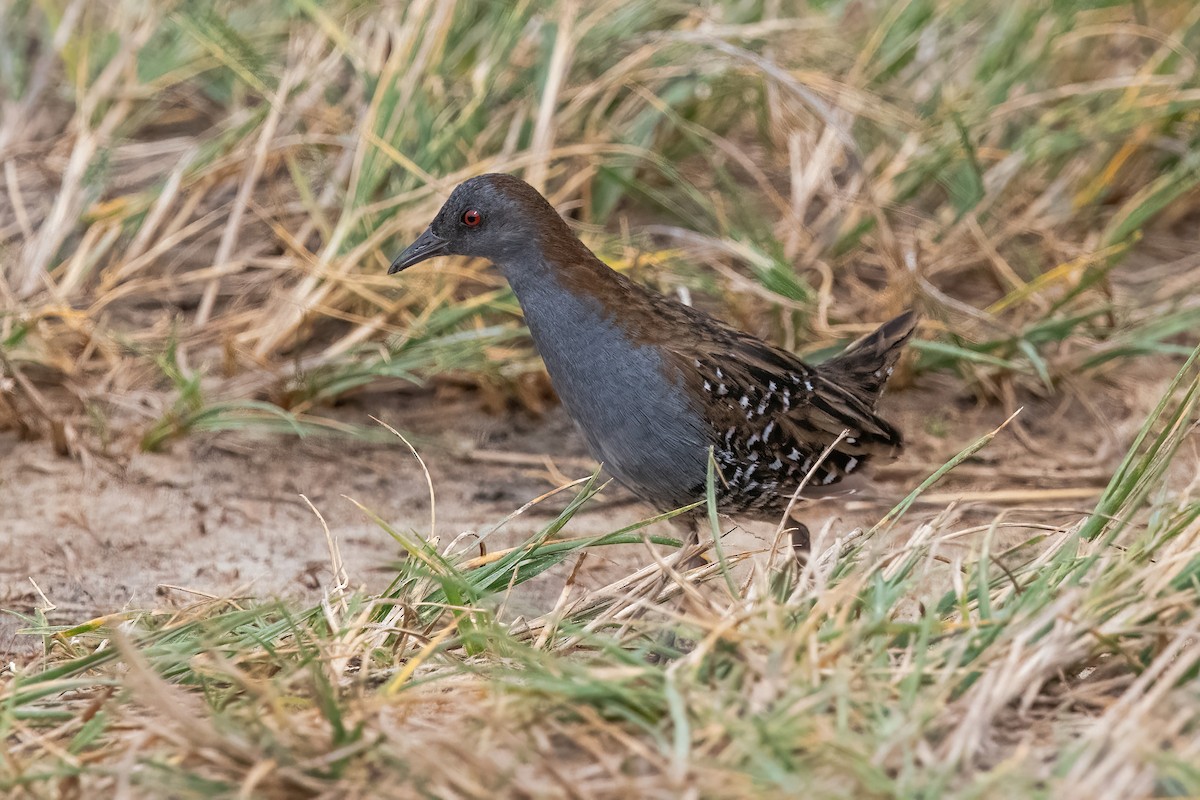 Dot-winged Crake - ML644746567