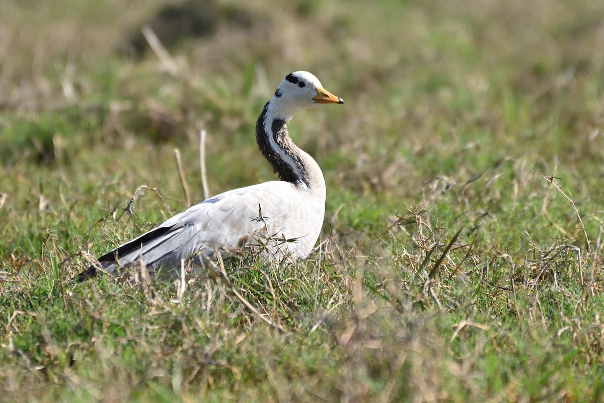 Oie à tête barrée - ML644746580