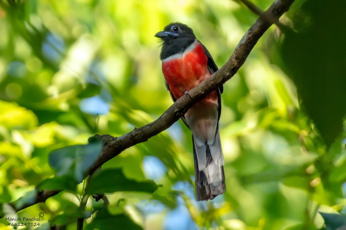 Trogon de Malabar - ML644746591