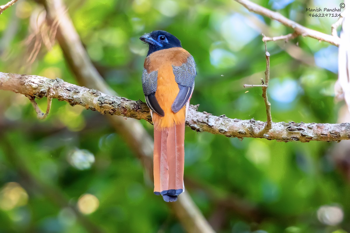 Trogon de Malabar - ML644746592