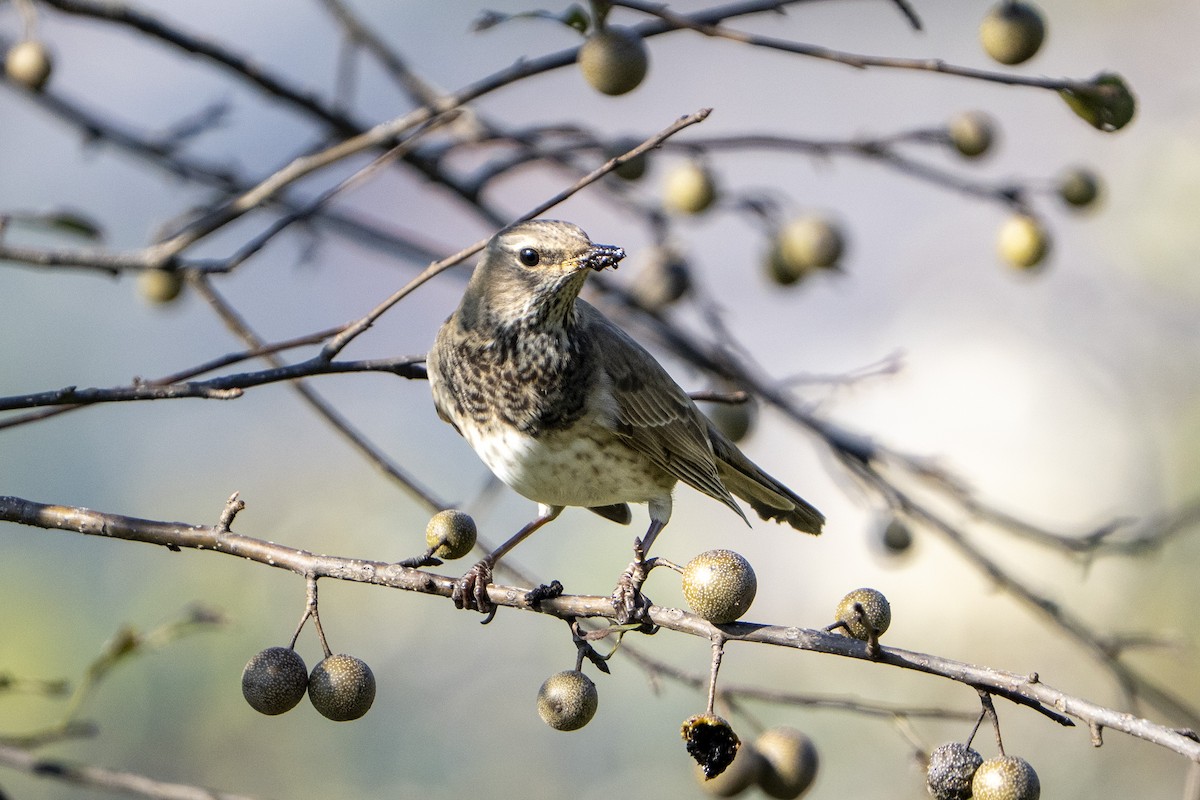 Kara Gerdanlı Ardıç - ML644746600