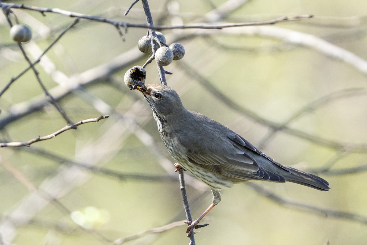 Kara Gerdanlı Ardıç - ML644746601
