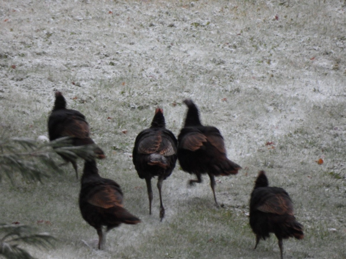 Wild Turkey - ML644746606