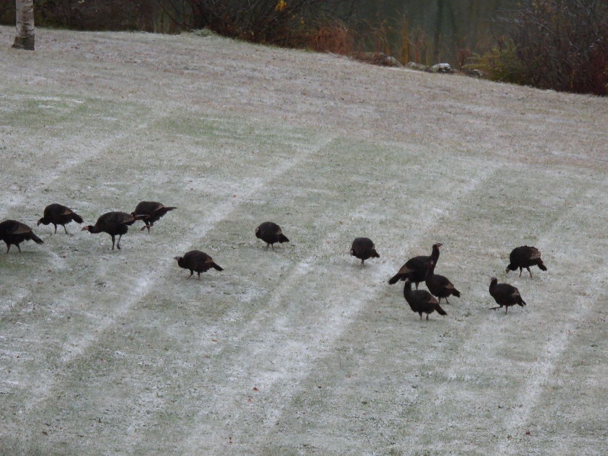 Wild Turkey - ML644746607