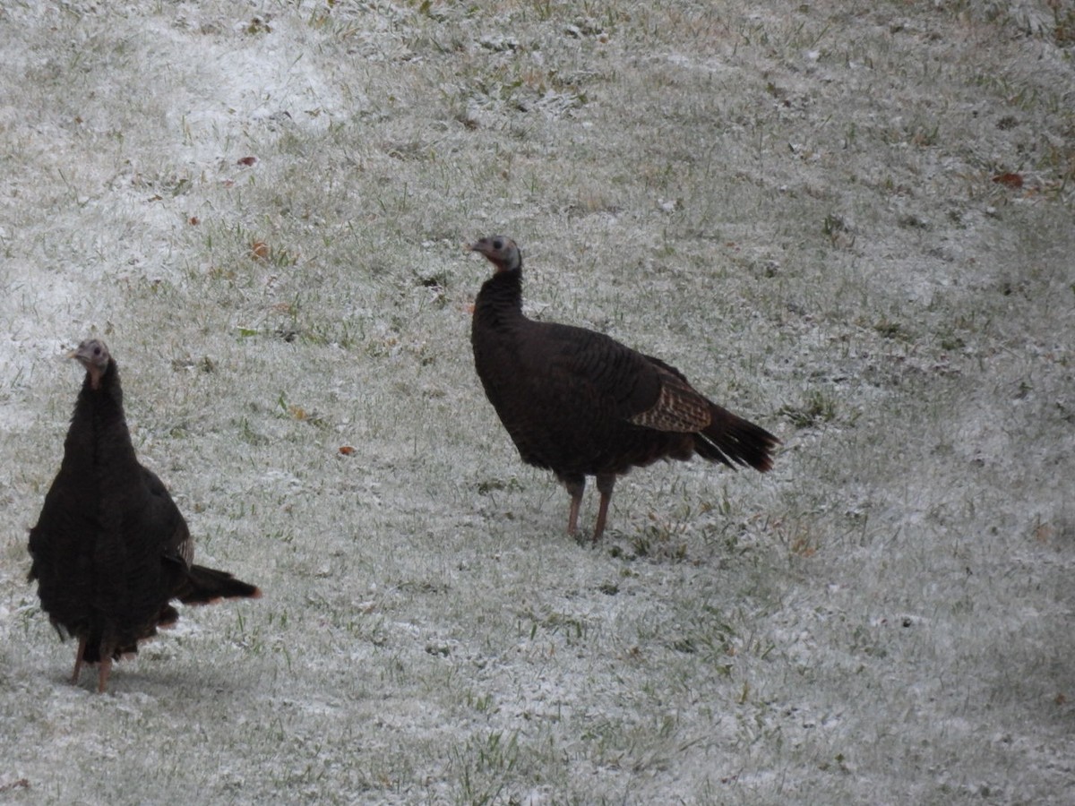 Wild Turkey - ML644746608