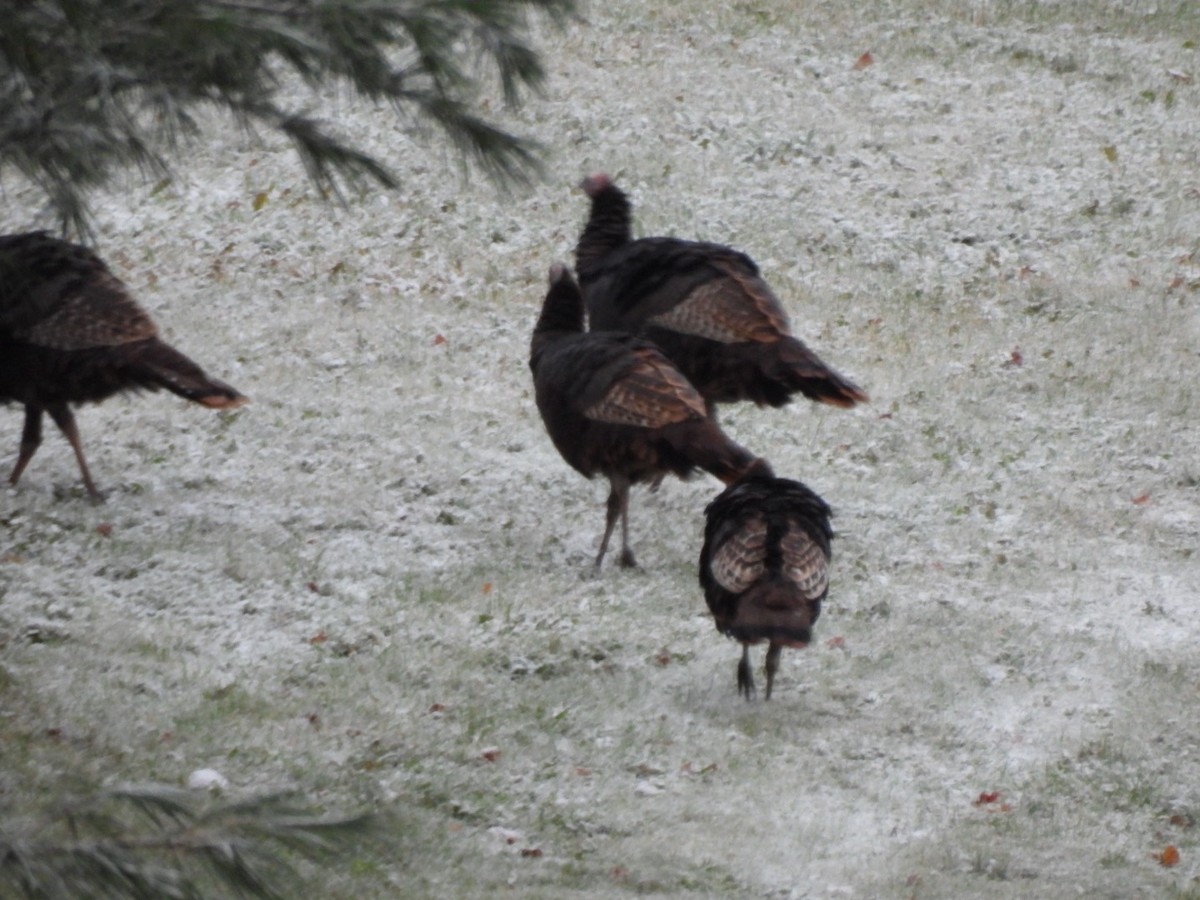 Wild Turkey - ML644746609