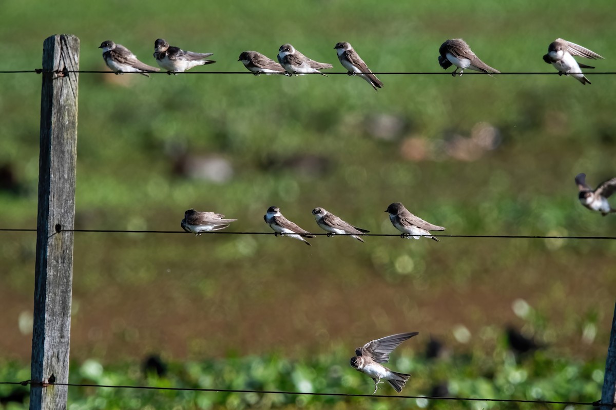 Bank Swallow - ML644746616