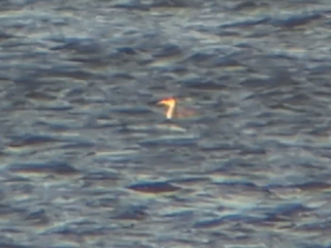 Пірникоза сірощока - ML644746622