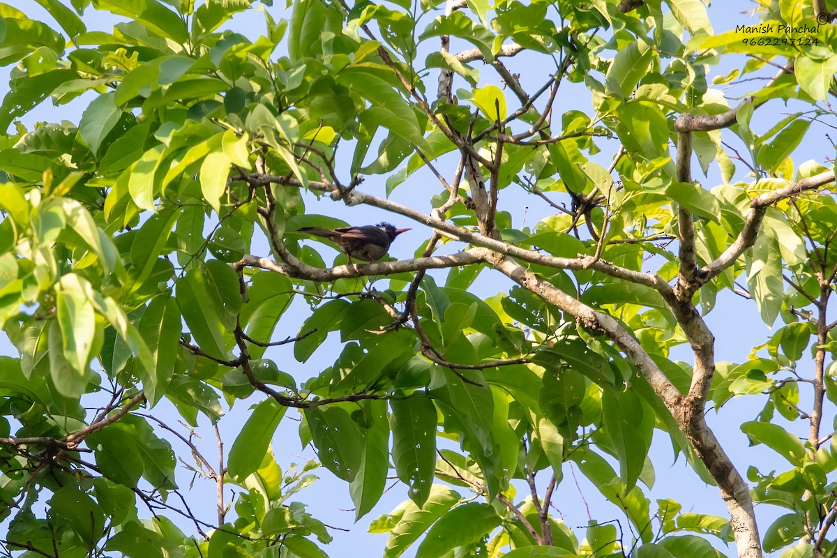 Горована індійська - ML644746626