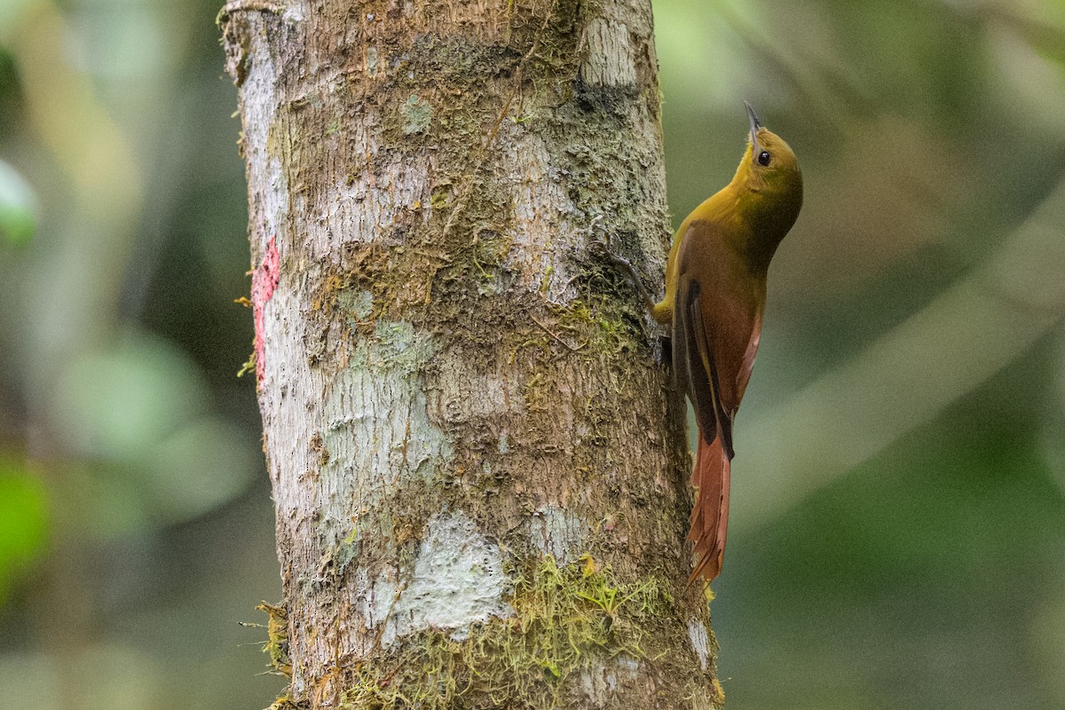 gråhodetreløper - ML644746638