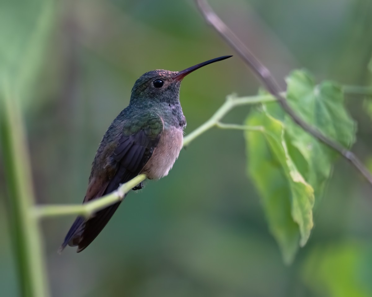 Buff-bellied Hummingbird - ML644746639