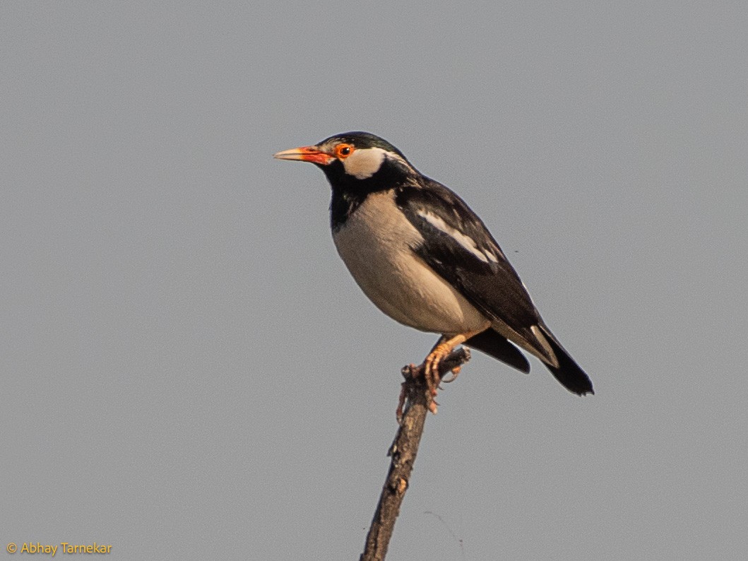 Indian Pied Starling - ML644746651