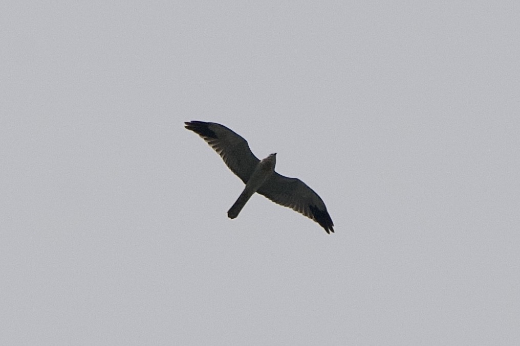 Pallid Harrier - ML644746670