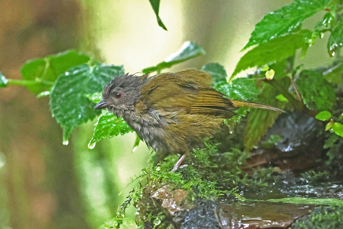 Серогрудый дромник - ML644746672