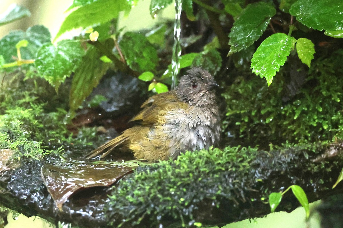 Серогрудый дромник - ML644746673