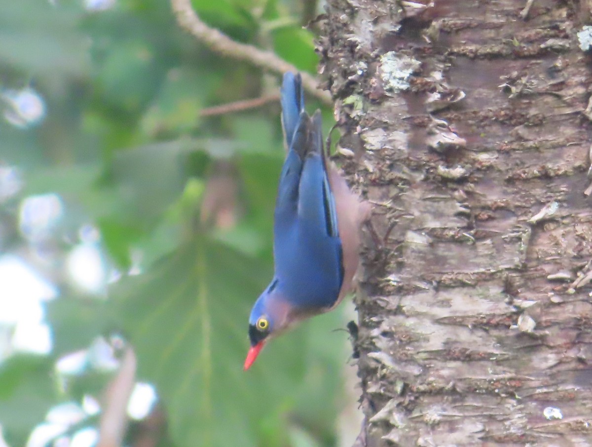 Velvet-fronted Nuthatch - ML644746693