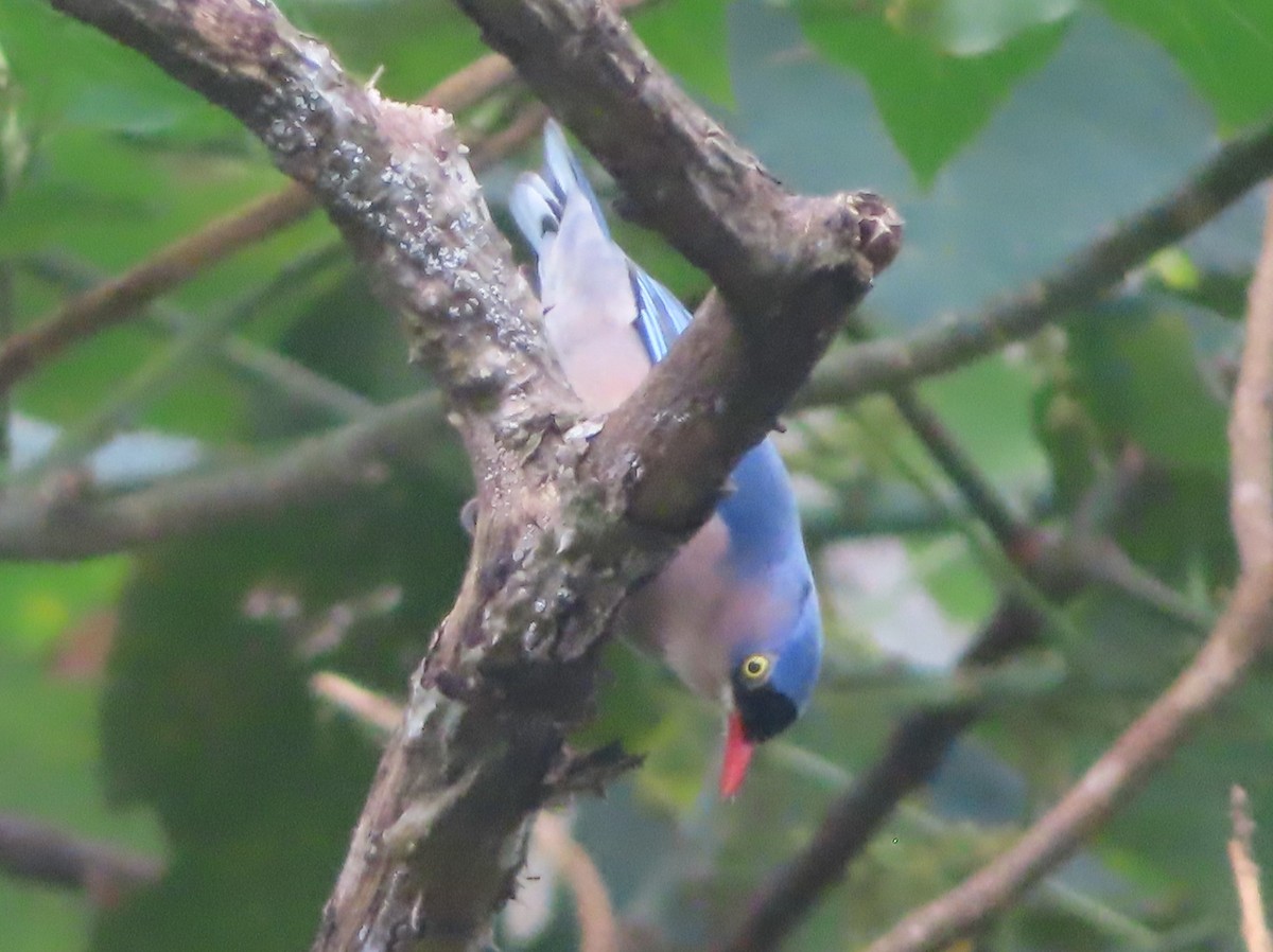 Velvet-fronted Nuthatch - ML644746694