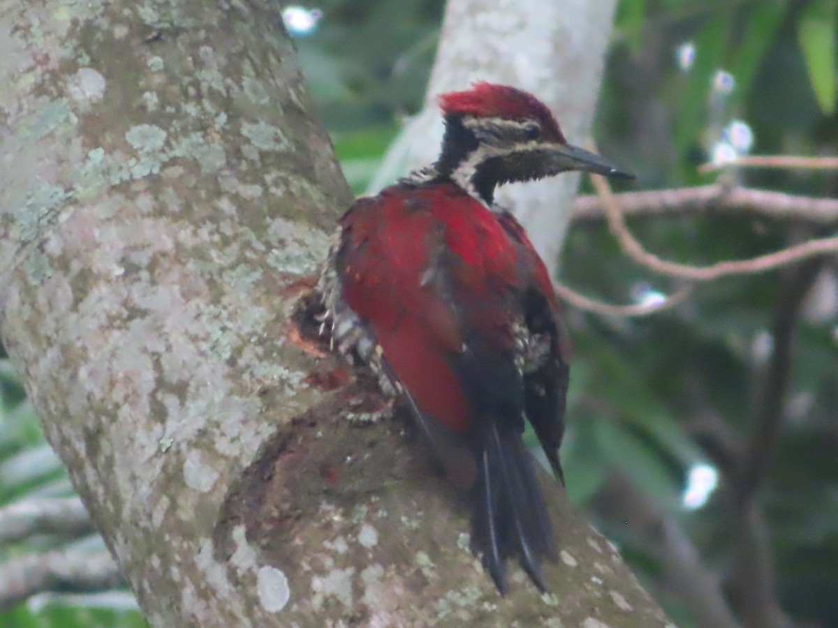 rødryggspett - ML644746714