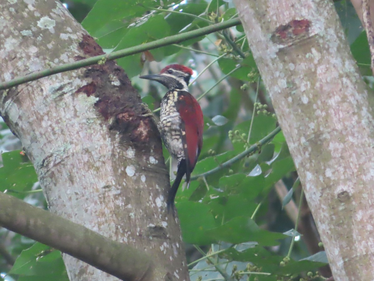 rødryggspett - ML644746715