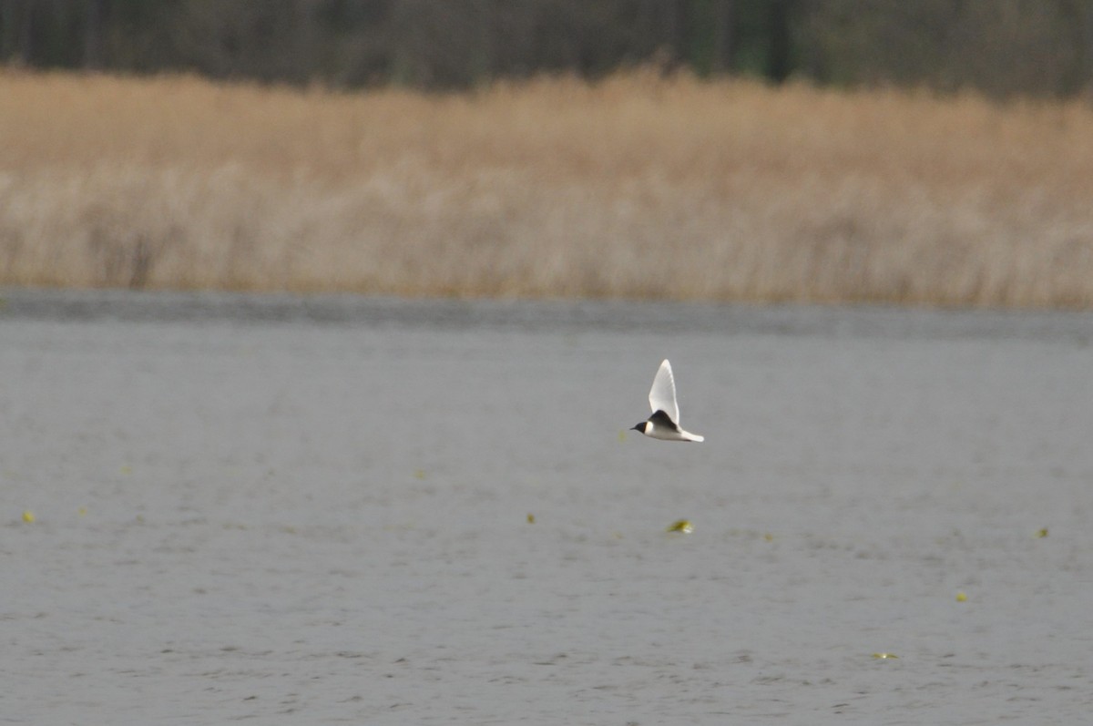 dvergmåke - ML644746721