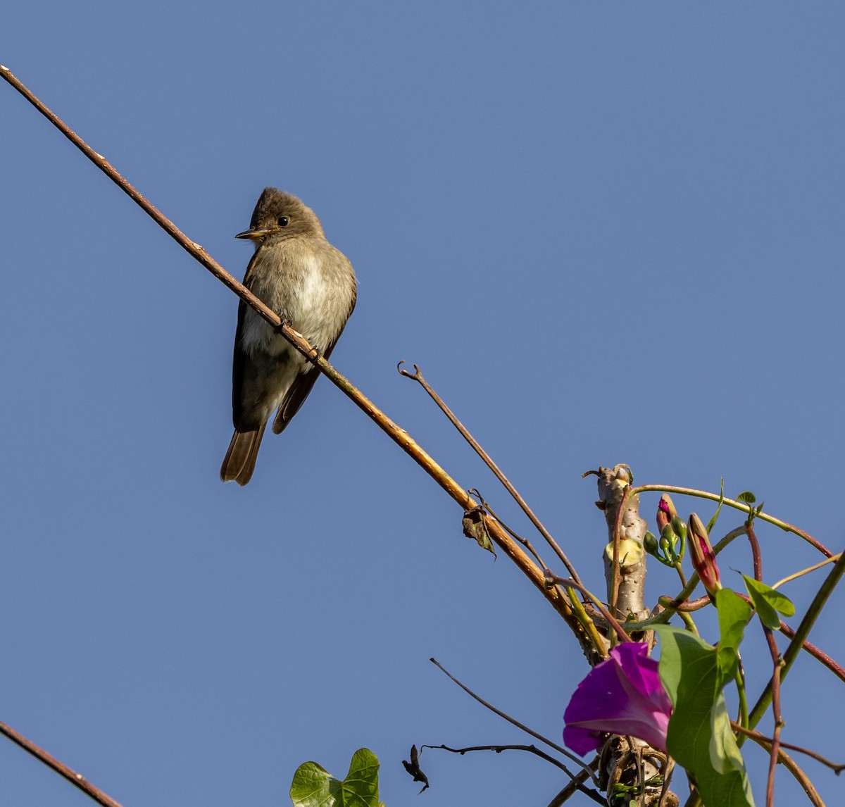 jakkepivi - ML644746722