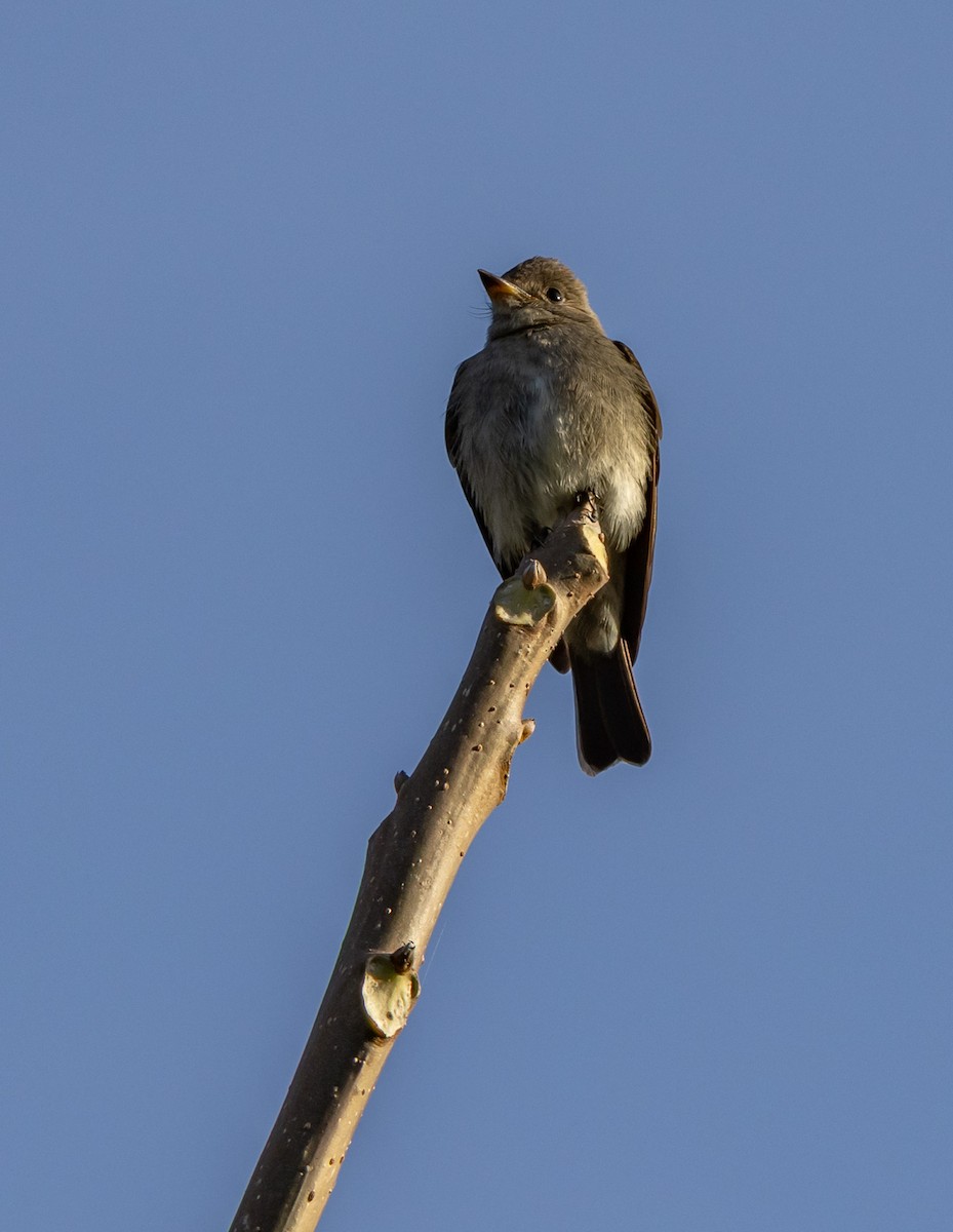 jakkepivi - ML644746725