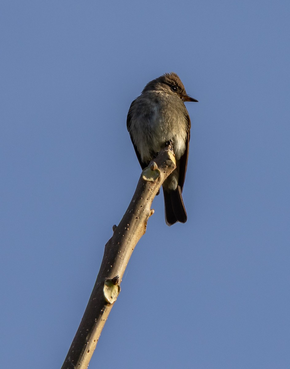 jakkepivi - ML644746726