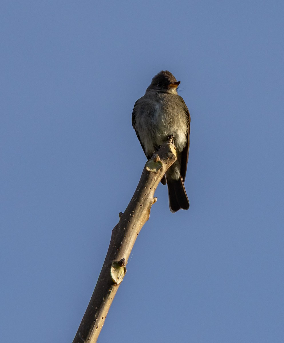 jakkepivi - ML644746727