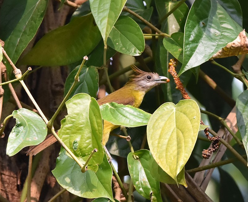 hvitstrupebylbyl - ML644746728